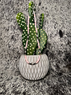 Cactus Bloom